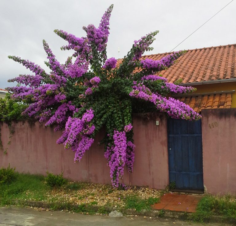Vista do Atelier de Antônio Damasio